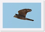 3 varpushaukka  Accipiter nisus 5689 * 900 x 600 * (225KB)